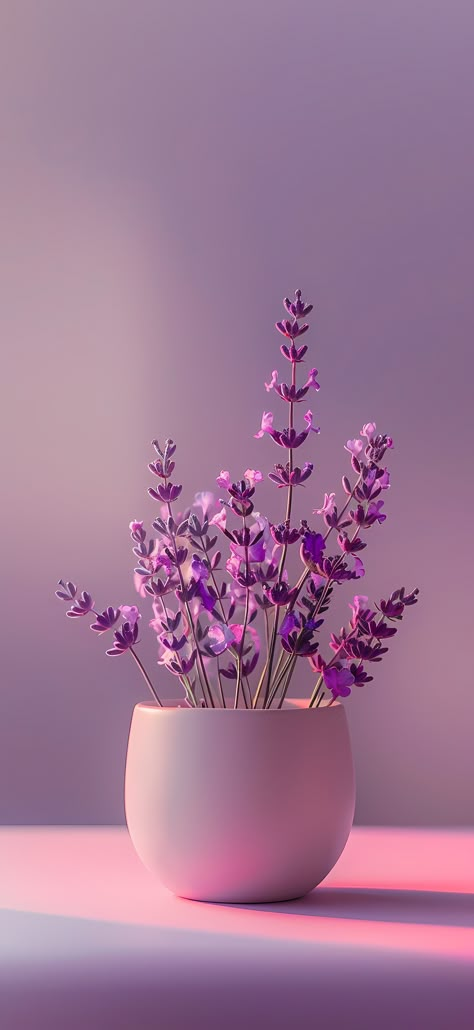 50+ Best Lavender iPhone Wallpapers 2024 (Free 4k HD Download) – CreativeBooster Lavender Iphone, Iphone Wallpaper Lights, Purple Flowers Wallpaper, Flower Iphone Wallpaper, Pretty Phone Wallpaper, Simple Phone Wallpapers, Floral Wallpaper Phone, Purple Wallpaper Iphone, Wallpaper Nature Flowers