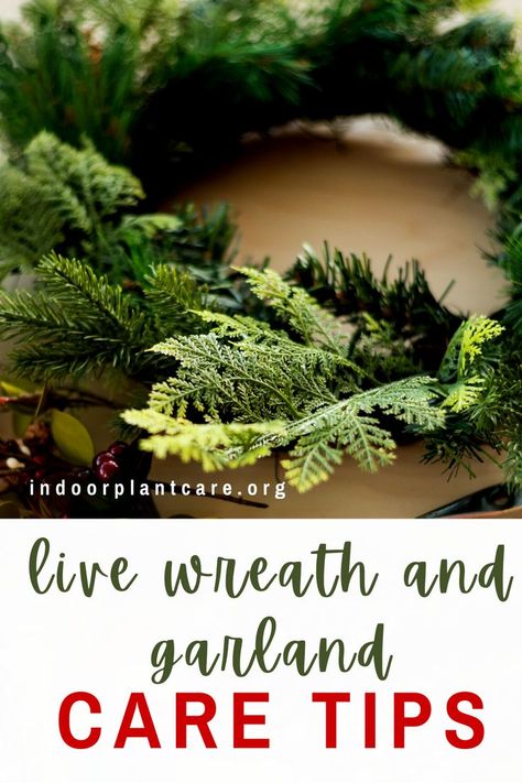 Learn how to care for live greenery like wreaths and garlands with these live wreath plant care tips for the holidays. With these tricks, you can keep your live wreaths and garlands alive all season long. #indoorgardening #christmas #holiday Real Wreaths Christmas, Diy Live Wreath Christmas, Live Christmas Wreaths Diy, Live Wreaths Christmas, Live Wreaths, Live Christmas Wreaths, Real Christmas Wreaths, Live Wreath, Natural Christmas Wreaths