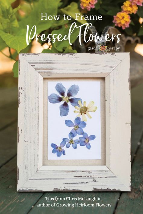 Dried Flowers Crafts, Preserve Flowers, Pressed Flowers Diy, Pressed Flowers Frame, Press Flowers, Dried Flowers Diy, Pressed Flower Crafts, Dried And Pressed Flowers, Pressed Flower Art