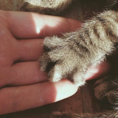 When you touch – Seema Kataria Blog Cat Photography, Cat Paw, Cat Aesthetic, Cat Paws, Pretty Cats, Meow Meow, Cute Cats And Dogs, Crazy Cat, 귀여운 동물