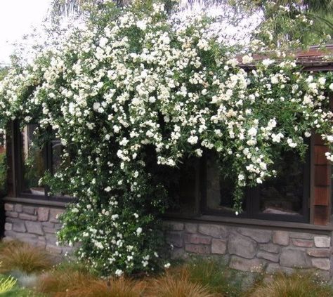 Lady Banks White Rose Rosa banksiae alba plena A vigorous climber with rich green foliage on nearly thorn-free slender branches. Miniature, double, white blooms have a slight fragrance and are quite p                                                                                                                                                                                 More White Lady Banks Climbing Rose, Lady Banks Climbing Roses, Banksia Rose, Rosa Banksiae, White Climbing Roses, Lady Banks Rose, Ground Cover Roses, Coastal Landscaping, Best Roses