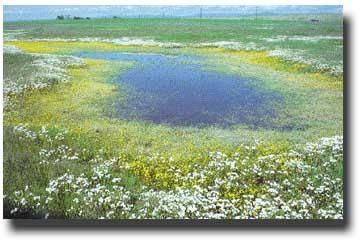 Vernal Pools | Wetlands Protection and Restoration | US EPA Vernal Pool, Soil Conservation, Environmental Law, Land Surveying, Wildlife Gardening, Nature Journal, Plant Design, Photo Colour, Urban Garden