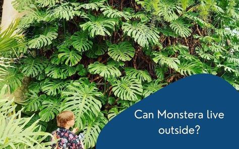 Monstera Plant Care, Things To Keep In Mind, Monstera Plant, Monstera Deliciosa, So Many People, Small Room, Outdoor Landscaping, Herb Garden, Tropical Plants