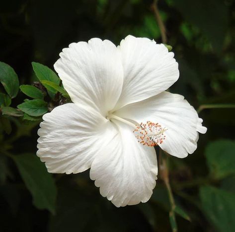 Hibiscus Flower White, White Hibiscus Flower, White Hibiscus, Nothing But Flowers, Beautiful Bouquet Of Flowers, Hawaiian Flowers, Pretty Plants, Beautiful Flowers Pictures, Big Flowers