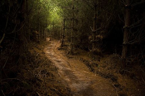 The Beaten Path Sherwood Forest, Fernandina Beach, Foggy Forest, Christmas Travel, Haunted Places, Enchanted Forest, Nottingham, Disney Trips, Cool Pictures