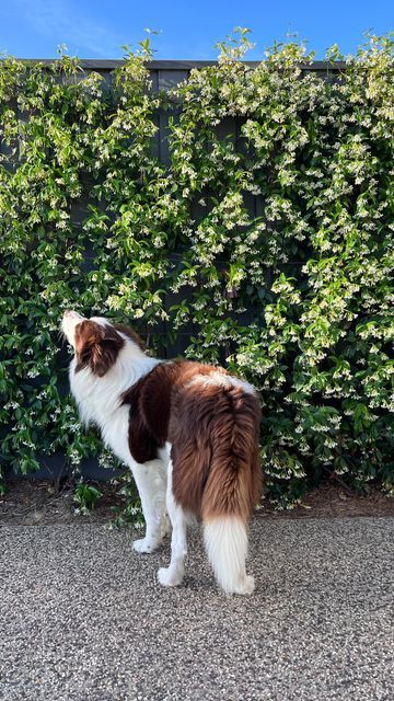 Star Jasmine On Fence, Jasmine On Fence, Star Jasmine Fence, Star Jasmine Wall, Jasmine Fence, Garden Beds Along Fence, Chameli Flower, Jasmine Wall, Fence Cover