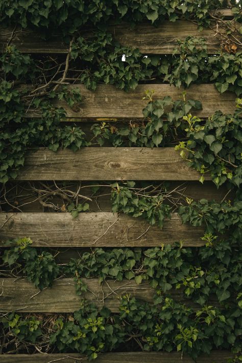 green vine plant on brown wooden fence photo – Free Image on Unsplash Hedge Wall, Australia Nature, Rustic Fence, Wall Aesthetic, Old Fences, Green Ivy, Vine Wall, Brown And Green, Wooden Fence