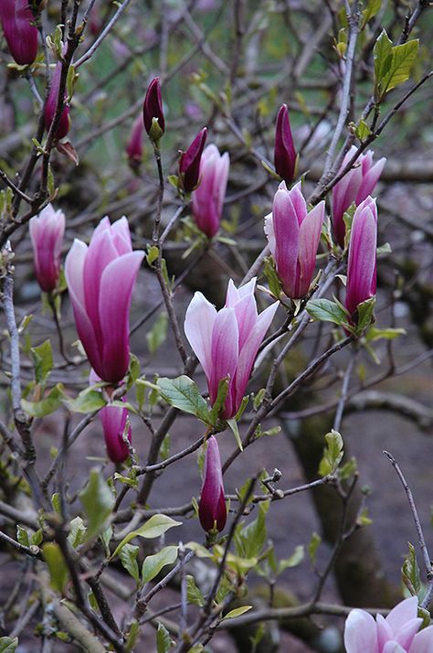 Magnolia Liliiflora, Lily Magnolia, Flower Magnolia, Planting Plan, Nassau County, Full Size Photo, Magnolia Trees, Flowering Trees, Trees And Shrubs