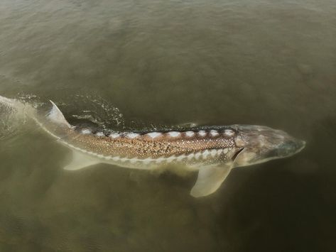 White Sturgeon Fish, Stergen Fish, Biology Aesthetic, Forest God, White Sturgeon, Sturgeon Fish, Gorgeous Animals, Fraser River, River Lodge