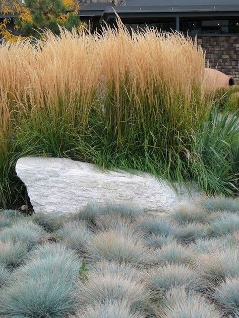 Award Winning Garden | Calamagrottis and blue fescue | The Plant Company Elijah Blue Fescue, Grassy Landscape, Festuca Glauca, Tall Grasses, Blue Fescue, Grasses Landscaping, Grasses Garden, Landscape Designs, Have Inspiration