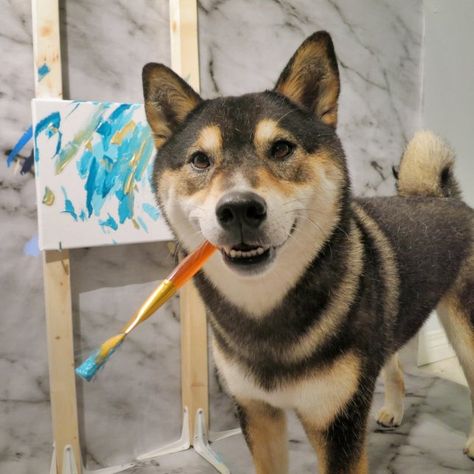 Hunter the Shiba is a professional painter who makes thousands from his masterpieces | Metro News Professional Painters, Shiba Inu, A Dog, Cool Words, Husky, Funny Animals, Animal Lover, Painter, Cute Animals