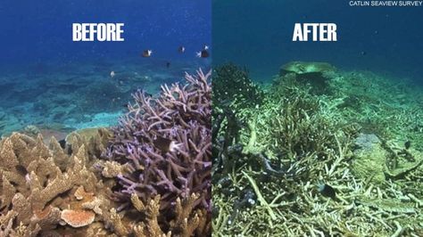 Coral Reef Damage is real / The same section of coral reef is shown before and after the devastating effects of Cyclone Ita, a category five tropical cyclone, which hit the region in April. Description from cnn.com. I searched for this on bing.com/images Coral Bleaching, Toxic Waste, Trophy Hunting, The Great Barrier Reef, Into The Water, Environmental Conservation, Oceans Of The World, Endangered Animals, Coral Reefs