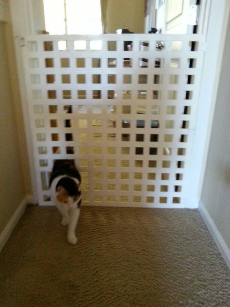 Diy Pet Gate With Cat Door, Cat Proof Apartment, Diy Cat Gates Indoor, Cat Door Diy, Teacup Morkie, Dogs Hacks, Cats Room, Outdoor Cat Run, Cabin Projects