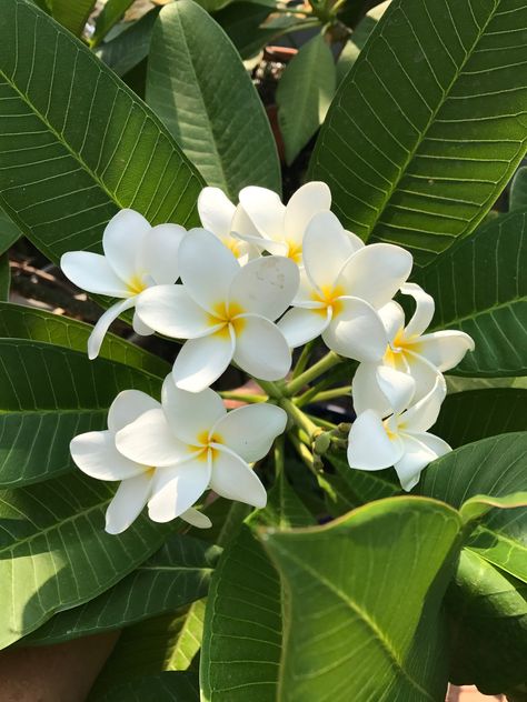 Pianese Flower, Hawaiian Flowers Aesthetic, Plumeria Flowers Aesthetic, Frangipani Flower, Summer Nature Photography, Flowers Instagram, Plumeria Flowers, Sunflower Wallpaper, Nothing But Flowers