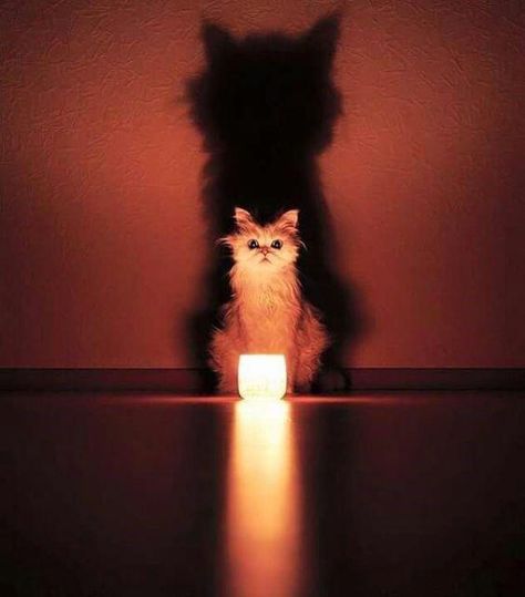 These Animals Look Like They're Performing A Satanic Ritual And It's Creepy #cats Satanic Ritual, Creepy Animals, Cat Photography, Funny Cat Videos, Cats Meow, Beautiful Cats, 귀여운 동물, Animals Friends, Crazy Cats