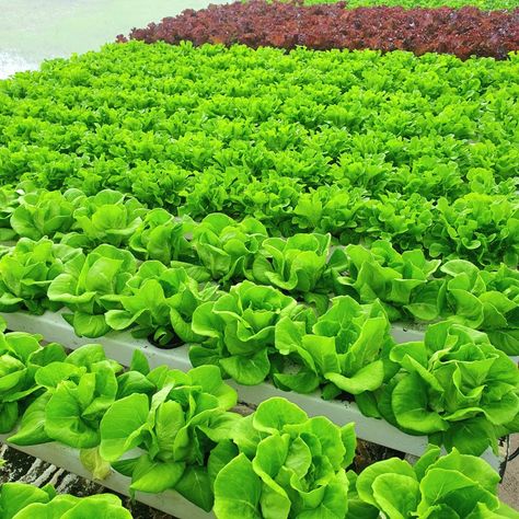 Lettuce Types, Lettuce Farm, Nft Hydroponics, Types Of Lettuce, Hydroponics, The Philippines, Lettuce, Philippines, Sustainability