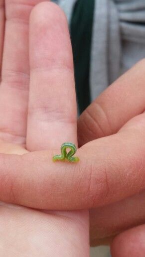 Little inch worm on my hand Worm Aesthetic, Inch Worm, Harry Potter Jewelry, Cool Bugs, Silver Ring Designs, Beautiful Bugs, Gold Rings Jewelry, Little Critter, Bugs And Insects