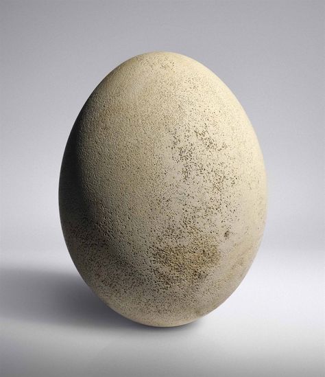 An intact elephant bird egg, Madagascar, Pre- 17th Century Egg Photo, Mysteries Of The World, Egg Nest, Bird Eggs, Extinct Animals, Natural Shades, Science And Nature, Farm Life, 17th Century