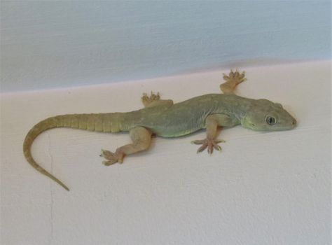 tom_2014 posted a photo: A Yellow-bellied House Gecko (Hemidactylus flaviviridis) seen in Dubai Emirate, UAE. House Gecko, Garden Lizard, Ringtones For Iphone, Snake Reptile, Download Wallpaper Hd, Reptile Snakes, Lizards, Gecko, In Dubai