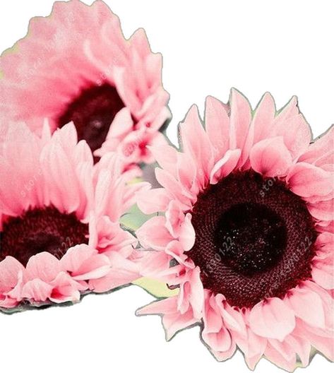 Pink Sunflowers, Sunflower Seeds, Flower Seeds, Planting, Sunflower, Seeds, Vase, Flowers, Green