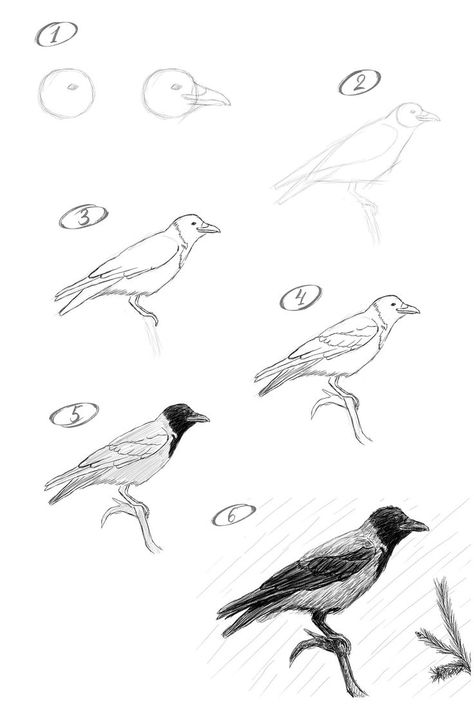 Crow Drawing Tutorial, How To Draw Crow, Birds Sketches Pencil, How To Draw Birds Easy, Crow Drawing Easy, Crow Drawing Sketch, Black Bird Drawing, How To Draw A Bird, Bird Drawing Tutorial