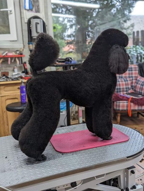 Dog Grooming Styles Poodle, Medium Poodle, Standard Poodle Haircuts, Poodle Haircuts, Poodle Haircut Styles, Black Standard Poodle, Pets Stuff, Dog Grooming Styles, Poodle Haircut