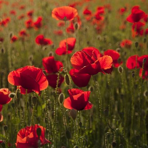 Red Flanders poppies, a field of memories Flanders Field Poppies, Poppy Symbolism, Knitted Poppies, Flanders Poppy, Flanders Field, Armistice Day, White Poppy, Anzac Day, Chelsea Flower