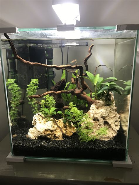 Fish Tank Layout, Black Sand Fish Tank Ideas, Natural Betta Tank, Black Substrate Aquarium, Simple Planted Aquarium, Guppy Aquarium Ideas, Cute Fish Tank Ideas Aesthetic, Black Sand Fish Tank, 3 Gallon Fish Tank Ideas