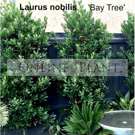 Bay Leaf Hedge, Bay Tree Hedge, Laurus Nobilis Tree, Bay Trees Garden, Screening Trees Australia, Evergreen Trees Australia, Screening Plants Australia, Perth Garden, Arbutus Marina