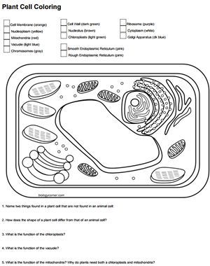 plant cell Typical Plant Cell, Plant Cell Drawing, Plant Cell Parts, Biology Corner, Plant Cell Diagram, Cell Diagram, Science Cells, Cells Worksheet, Cell Parts