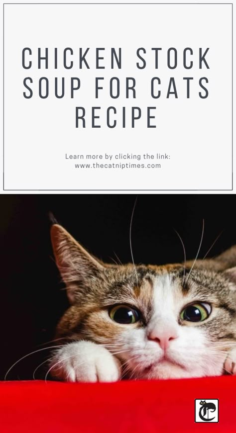 Chicken Cat Food Recipe, Diy Kitten Food Recipe, Home Made Cat Food Recipes Healthy, Soup For Cats Recipes For, Soup For Cats, Bone Broth For Cats, Homemade Cat Treats Recipes, Diy Cat Food, Healthy Cat Food