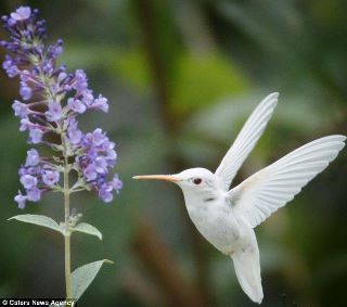 beautiful White Hummingbird, Hummingbird Drawing, Albino Animals, Ruby Throated Hummingbird, Kinds Of Birds, Humming Bird, Rare Animals, White Bird, Pretty Birds