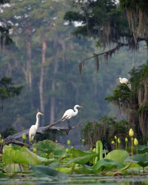 Louisiana Swamp, Swamp Tours, Louisiana Bayou, Louisiana Travel, Louisiana Art, Cypress Trees, Bird Pictures, Tree Branch, Amazing Nature