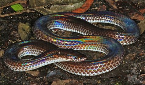 Sunbeam Snake (Xenopeltis Unicolor) Sunbeam Snake, Iridescent Scales, Snake Species, Animal Farming, Green Anaconda, Snake Facts, Danger Noodles, Colorful Snakes, Venomous Snakes