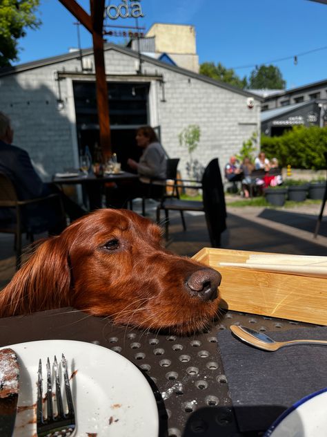 Irish Setter Aesthetic, Irish Red Setter, Red Setter, Irish Setter Dogs, Irish Setters, Pretty Dogs, English Setter, Best Dog Breeds, Irish Setter