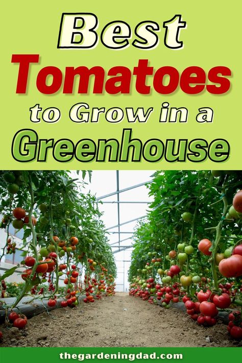 Do you want to know the best tomatoes to grow in a greenhouse? This article will show you the 10 best tomatoes that will grow successfully in a greenhouse. #thegardeningdad #tomatoes #greenhouse Tomatoes Greenhouse, Best Tomatoes To Grow, Growing In A Greenhouse, Greenhouse Tomatoes, Growing Tomatoes Indoors, Purple Tomato, Greenhouse Farming, Best Greenhouse, Vegetable Garden Planner