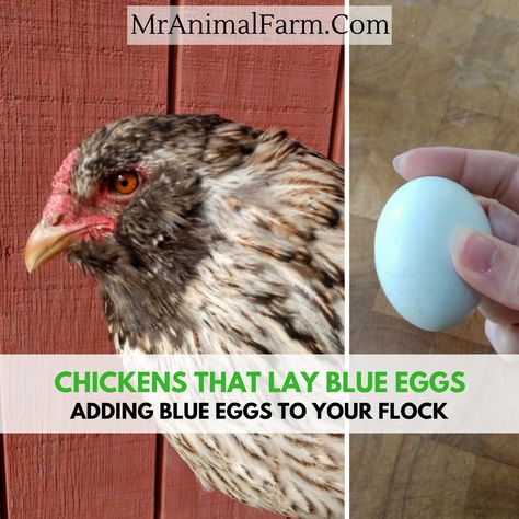 Looking for chickens that lay blue eggs? Find out how they make their eggs blue, what chickens lay blue eggs and if blue eggs taste the same as other eggs. Americana Chickens Eggs, Ameraucana Chicken Eggs, Easter Egger Chicken Eggs, Blue Chicken Eggs, Americana Chickens, Araucana Chickens, Ameraucana Chicken, Easter Egger Chicken, Easter Eggers