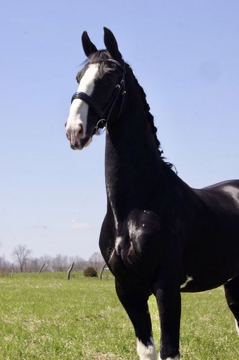 Dutch Harness Horse, Kwpn Horse, Dutch Warmblood, Warmblood Horses, Most Beautiful Animals, Hunter Jumper, Animals Of The World, 1 Place, Dressage