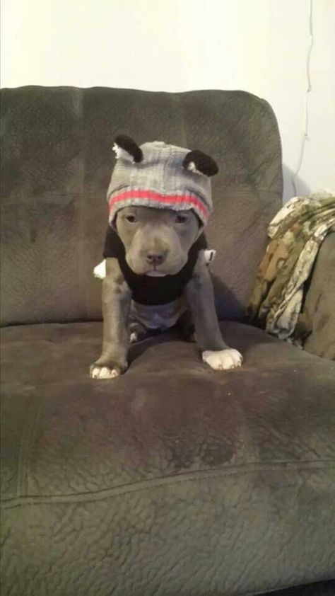 Adorable baby pitt Pit Puppy, Staffordshire Terriers, Bulldog Francese, Pitbull Puppies, Pit Bulls, Pitbull Dog, Beautiful Dogs, Cutie Patootie, Pitbull