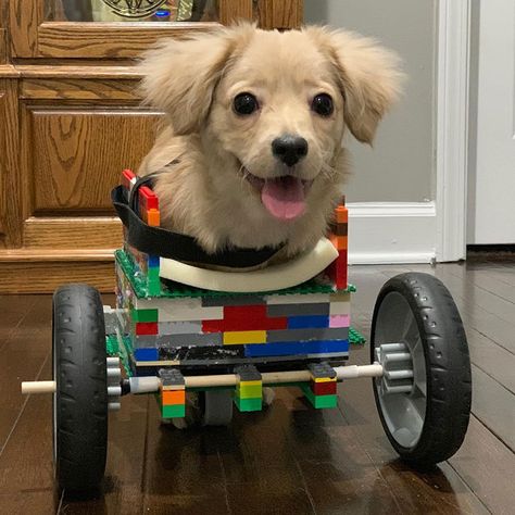 12 Y.O. Boy Builds A Wheelchair For A Puppy Who Was Abandoned For Being Disabled Paralyzed Dog, Dog Wheelchair, Dog Spaces, Disabled Dog, Newborn Puppies, Rescue Puppies, Dog Stories, Puppy Names, Little Puppies