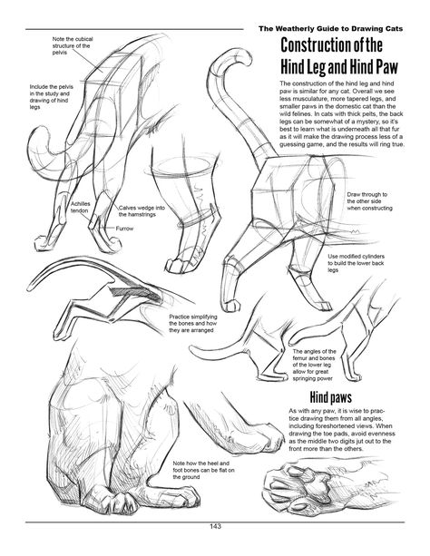 The Weatherly Guide to Drawing Cats - Etsy UK Feline Anatomy, Lion Portrait, Cat Drawing Tutorial, Cat Anatomy, Nature Sketch, Animal Anatomy, Cat Reference, Cat Sketch, Human Anatomy Art