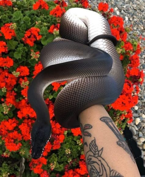 Cool Snakes, Pretty Snakes, Colorful Snakes, Cute Reptiles, Cute Snake, Cute Small Animals, Beautiful Snakes, Pet Snake, Ball Python