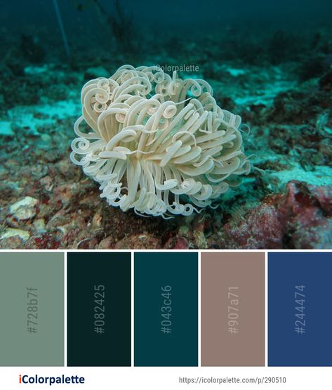 Color palette theme related to cnidaria, coral, coral reef, Image, marine biology, marine invertebrates, organism, reef, sea anemone, stony coral, underwater, . Download color palette as Pdf, Adobe swatch and more. Biology Color Palette, Coral Reef Color Palette, Coral Reef Palette, Marine Life Color Palette, Underwater Color Palette, Life Aquatic Color Palette, Coral Reef Color, Color Palette From Image, Vibrant Coral Reef