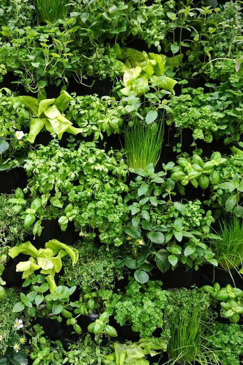 Vertical herbal garden on wall in a urban patio garden indoors. Urban healthy green wall Growing fresh herbs is one of the delights of a home garden. Many herbs can be easily grown indoors in a vertical herb garden. You can DIY an indoor vertical herb garden. It maximizes small spaces in your living room, and it can be also serve as an interior design to your home. Home Grown Herbs, Herb Garden Vertical, Urban Patio, Herbal Garden, Garden Vertical, Interior Design Plants, Indoor Plant Wall, Herb Wall, Plant Structure