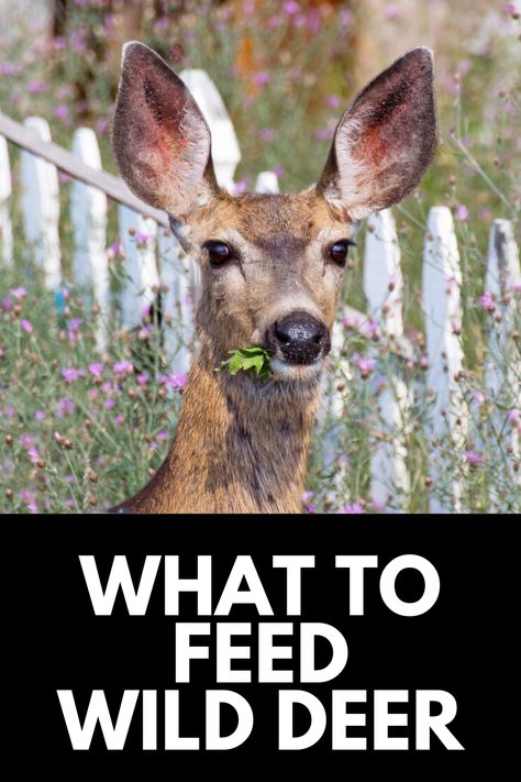 Deer Hunting Diy Projects, Feeding Deer In Winter, What To Feed Deer, Attract Deer To Your Yard, Deer Hunting Blinds Plans, Deer Food Feeding, Food Plots For Deer Ideas, Deer Food Plots Ideas, Deer Feeder Ideas