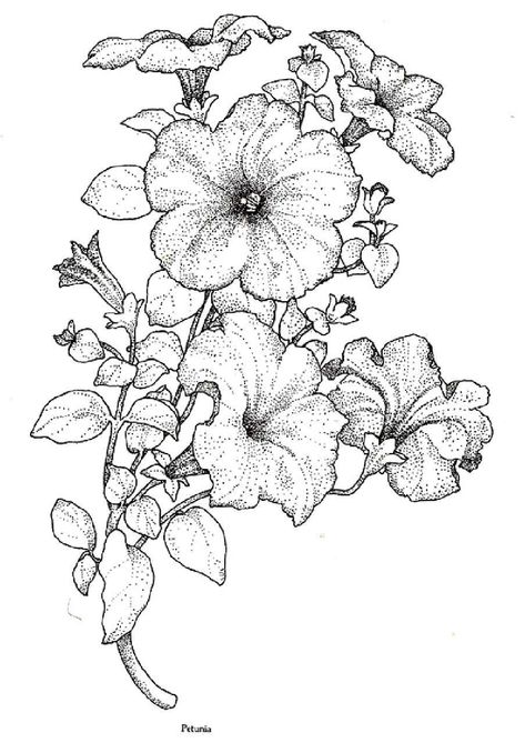 Petunia Tattoo, Drawing Of Flowers, Petunia Flower, Illustration Botanique, White Drawing, Flower Sketches, Flower Coloring Pages, 자수 디자인, Yandex Disk