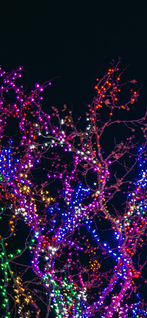 Colorful Lights on Tree Branches Colorful Lights, Light Chain, Tree Lighting, The Tree, Tree Branches, Light Colors, Wallpapers, Chain, Color