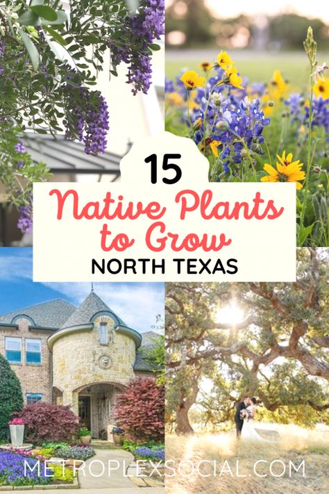 Texas Home Landscaping, Dallas Native Landscaping, Gardening In Dallas Texas, Texas Native Plants Drought Tolerant, North Texas Native Landscaping, North Texas Front Yard Landscaping Ideas, Texas Low Maintenance Landscaping, North Texas Backyard Landscaping, North Texas Native Plants