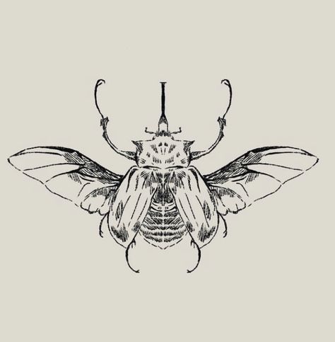 #beetle #tattoo #beetletattoo #honeypillls Winged Bug Tattoo, Bug With Wings Tattoo, Gothic Beetle Tattoo, Beetle Drawing Tattoo, Scientific Drawing Tattoo, Flying Beetle Tattoo, Beetle Knee Bend Tattoo, Beetle With Wings Out, Beetle Neck Tattoo