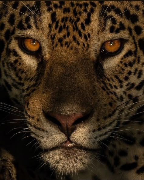 South American Animals, Aesthetic Cheetah Print Wallpaper, Black Panther Eyes, Jaguars Wallpaper, Jaguar Eyes, Leopard And Panther, Jaguar Aesthetic, Cheetah Print Aesthetic, Jaguar Face